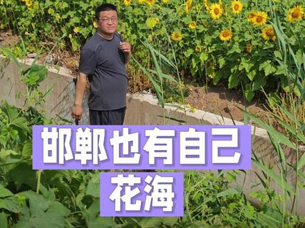 邯郸也有自己的万亩向日葵花海。 #向日葵花海 #邯郸