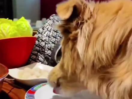 12月18日(报道),北京一女子带狗上桌吃涮肉,目前该店已暂停🈺业,店方:有消费的客人,一倍赔偿。