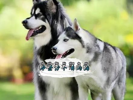 第四种狗有谁能分清吗?你们真的确定看见的都是金毛吗#喜乐蒂 #苏牧 #金毛 #阿拉斯加犬 #哈士奇