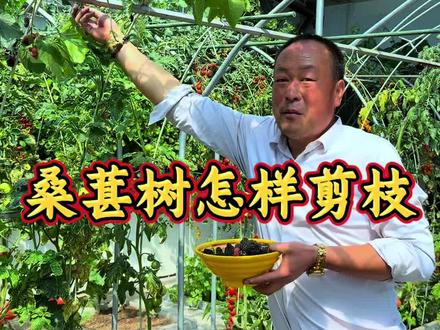 桑葚树剪枝技巧 #分享我的种植经验 #创作者中心 #创作灵感 桑葚吃完及时剪掉老枝,教它重新发新枝条,明年开春又一片桑果! #我家有个小菜园 #桑树上的桑葚熟了