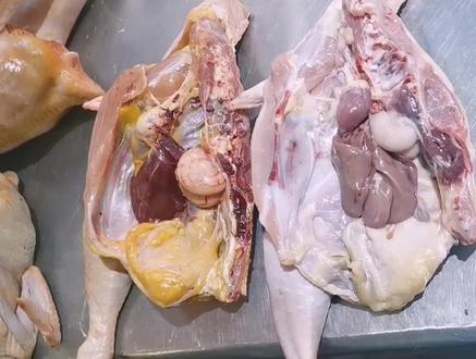 除了看鸡脚上的灰爪还有一个办法可以判断鸡的老和嫩,看完视频希望你能学会😎