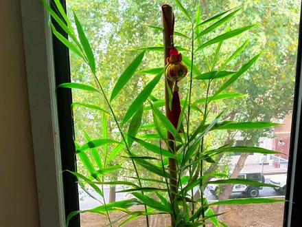 家养禄根#灵宠灵草 #禄根 #禄根灵草