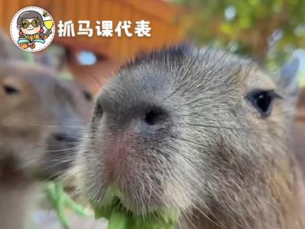 卡皮巴拉:还是郑州好啊,没有勾心,只有豆角#河南 #豆角 #卡皮巴拉 #陈漂亮 #银基动物王国