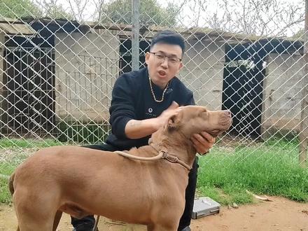 斗犬比特被狠心扎针,会不会暴怒咬主人
