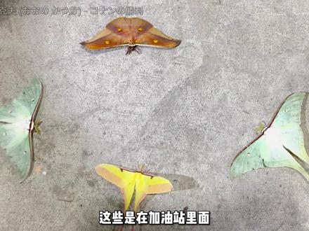 大蚕蛾 科
Saturniidae
成虫口器退化、无法进食,寿命短暂;
趋光性致使它们常飞入有明亮灯光的人类建筑,在建筑中慢慢走向死亡。
#大蚕蛾 #奇趣自然 #野生动物零距离 #科普