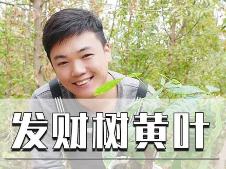 发财树黄叶、萎蔫,2步就能缓过来 #这个视频有点料 #发财树 #花卉绿植