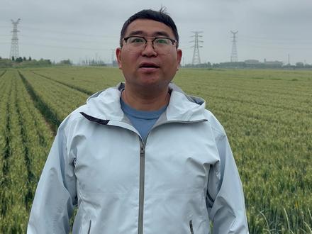 雨水抢收小麦,最后一步做对还能赚。 #抢收小麦 #新农人计划2026 #小麦 #抖音助农 #倒伏