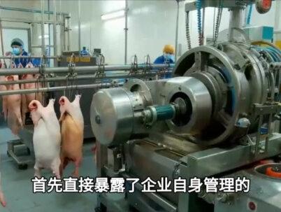 双汇猪肉抗生素超标37.5倍:背后折射的六大深层问题剖析