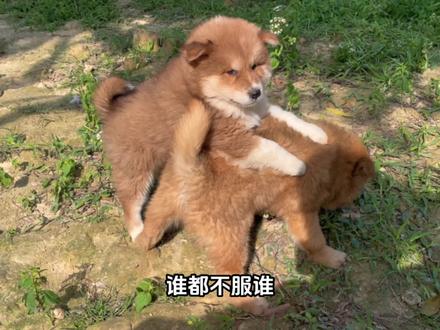 同是一窝的小土狗,为什么有些狗的性格会不一同呢 #岭南家狗 #中华田园犬 #农村土狗 #唐狗
