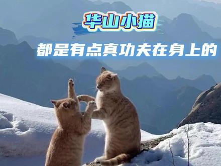 #华山小猫都是有点真功夫在身上的 华山上的猫:你的极限,我的日常!#华山 #小猫 #万万没想到 #猫咪