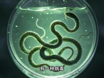 埃博拉:死亡率90%的恐怖病毒 1976年,非洲扎伊尔的一条河流旁,一种从未见过的病毒悄然现身。它以这条河流的名字命名——埃博拉。
感染者最初只是发烧、头痛,像一场普通感冒。但几天后,病毒开始攻击人体每一个器官,血管通透性暴增,血液从毛孔、眼角、消化道渗出。患者的眼球变成鲜红色,内脏组织液化,最终整个人体如同被溶解。
更可怕的是,埃博拉不是通过空气传播。它藏在血液、唾液、汗液中,一次握手、一个拥抱,甚至接触患者用过的物品,都可能被感染。2014年西非大爆发,超过11000人丧生,整个村庄被封锁,医护人员被攻击,恐慌比病毒本身更撕裂社会。
但科学从未放弃。从最初的无药可救,到如今的疫苗和抗体药物,人类与埃博拉的抗争持续了将近半个世纪。今天,我们回到那个被恐惧笼罩的年代,用现代医学的视角,重新解读这场改变人类认知的病毒灾难。#埃博拉病毒 #病毒科普 #医学史 #致命病毒 #人体奥秘