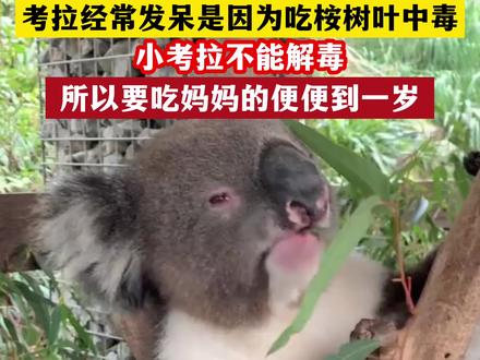 你知道考拉为什么经常发呆吗?#奇奇怪怪的冷知识