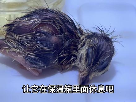 邻村大哥收割油菜捡到一枚野鸡蛋,一个月后出现奇迹 #神奇动物在抖音 #动物救助 #小鸟成长记录 #动物世界 #便宜好吃的零食