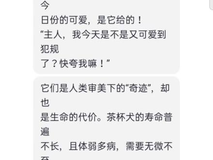 你的茶杯犬已就位#茶杯犬 #无敌小可爱 #旺旺旺旺旺