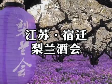 宿迁梨兰会来了!梨花配紫兰,一眼沦陷整个春天#旅游推荐官 #宿迁 #周末去哪儿 #溜娃好去处 #梨花开
