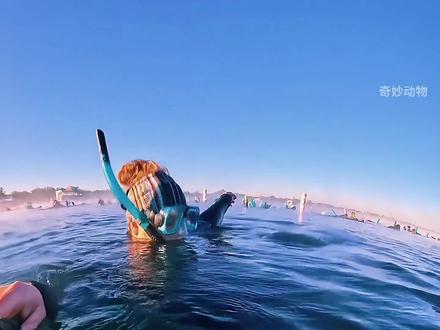 海牛,能看不能摸 #动物科普 #神奇动物 #内容启发搜索