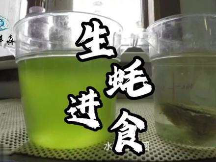 生蚝是吃什么长大的,一个视频带你全面了解。#人工生蚝苗 #三倍体生蚝苗基地 #三倍体生蚝苗 #白蚝苗 #生蚝鲜森