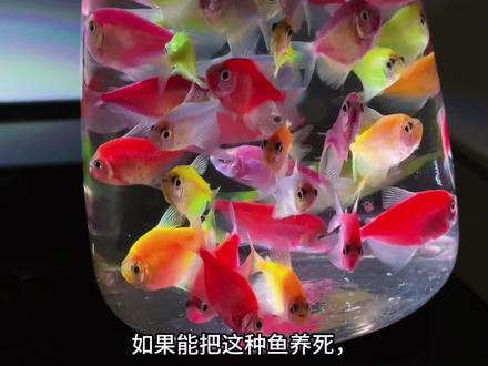 鱼缸里的🌈彩虹世界 养一群彩色天使鱼,轻松打造治愈又温馨的水下世界
#观赏鱼 #天使鱼 #懒人养鱼 #养鱼日记 #小型热带鱼