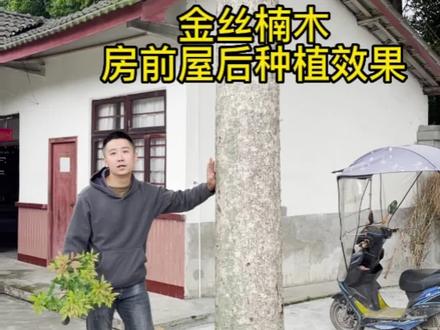 金丝楠木栽种在房前屋后,景观绿化很适合,#金丝楠木树苗 #成都市金楠花木