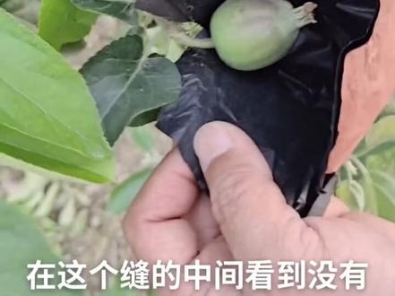 正确的套袋技术分享你学会了吗?