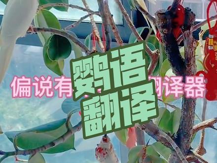 #创作灵感 偏要试试这个鹦语翻译器,服了#鹦鹉鹦鹉萌萌哒逗鹦鹉 #玄凤鹦鹉 #玄凤日常 #孩子和鹦鹉的快乐瞬间