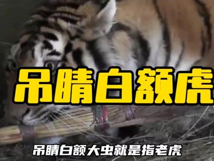 老虎为什么叫吊睛白额大虫?
#老虎#武松打虎 #水浒传