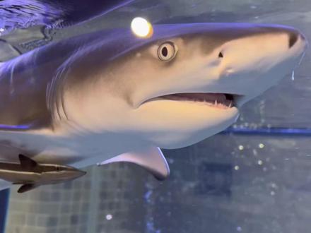 为了取到鲨鱼牙费尽心机!结果……