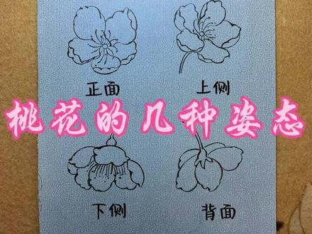 桃花的结构画法来啦!
先画五片花瓣,圆润有尖。
花瓣错落,不要连死。
加上花托,再勾花蕊。
线条轻柔,桃花就画好啦。#零基础学画画 #桃花 #春天请你画朵花