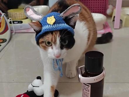 边牧当考官?萝卜纸巾挑战惊现“狗界智商天花板” #萝卜纸巾猫 #宠物成精了 #边牧 #聪明狗狗就是不一样 #狗狗搞笑日常