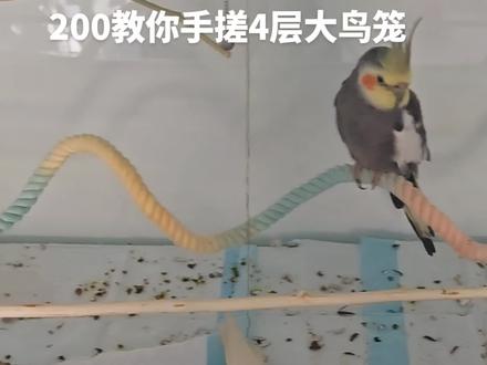 200以内教你手搓4层大鸟笼#手搓鸟笼 #玄凤鹦鹉 #牡丹鹦鹉
#真实生活分享计划 #真实生活分享官