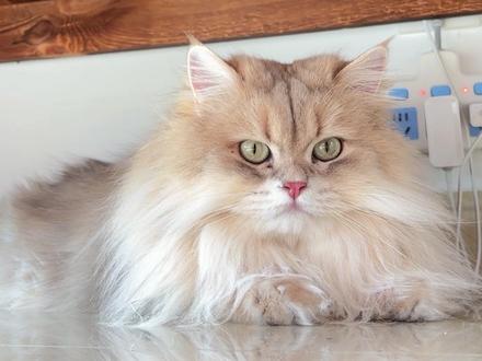 多福还真生气了#萌宠出道计划 #记录猫咪日常 #家有萌宠 #猫咪的迷惑行为