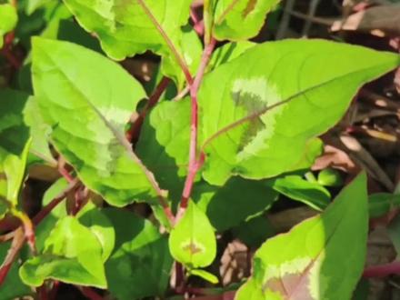 酸模叶蓼,叶片上长着形似胎记状的植物,人称“通便草”,田边遍地是,常被人忽视#植物科普 #中草药 #新农人计划2023