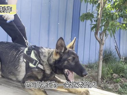 种犬的标准~揭秘你所不了解的繁殖 #训犬 #狗狗 #警犬 #工作犬 #护卫犬 #猛犬 #德牧 #东德 #人类的朋友 #文明养犬