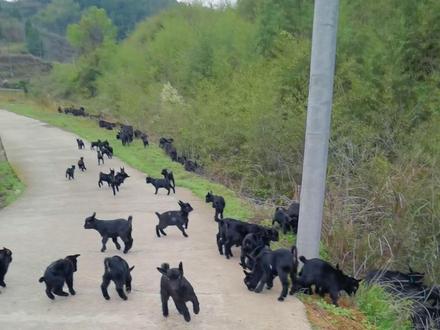 快乐小羊,蹦哒蹦哒!你家小羊也这么可爱吗?。#快乐的小羊羔 #自繁自养 #现场实拍 #梅山土黑山羊 #放羊日常