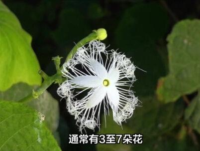 湖南发现“黄金藤”,总长40余米缠绕古树之上,专家:接近1000年