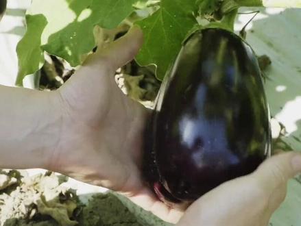 霜打的茄子能吃吗?#农村生活 #科普 #知识分享 #美食 #新农村计划2022