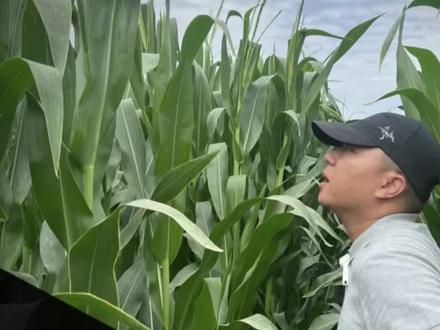#春耕 #三农 种植玉米的保苗株数计算方式,快来点赞收藏!#农业种植 #新农人计划2022 #农业技术 @万疆农业「小齐聊三农」