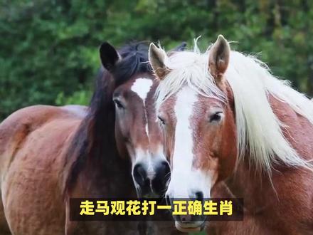 走马观花打一正确生肖? #内容启发搜索