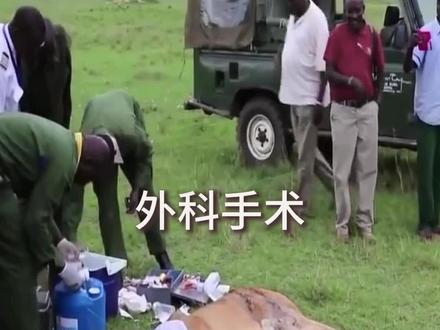 母狮在捕猎野牛时,不幸被犄角剌伤,兽医给它做了外科手术#动物世界#野生动物#动物世界看人生百态 #救援现场