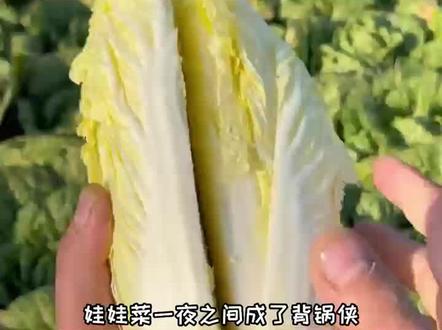 网购蔬菜吃进icu #网购 #蔬菜 #中毒