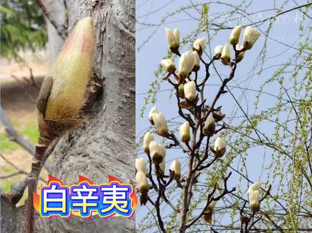 玉兰和辛夷,白玉兰,和二乔玉兰都是先开花后长叶子,紫玉兰花叶同时生长的,都可入药,而被《中国药典》所收录的就是小辛夷个头比较小的那种,你们见过哪种?。#药用植物科普#涨知识#传播中医文化#养生#形神共养