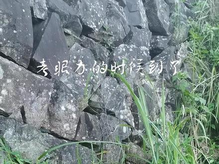 带花纹的黄鳝,不知道什么品种。#乡野田间 #神奇大自然