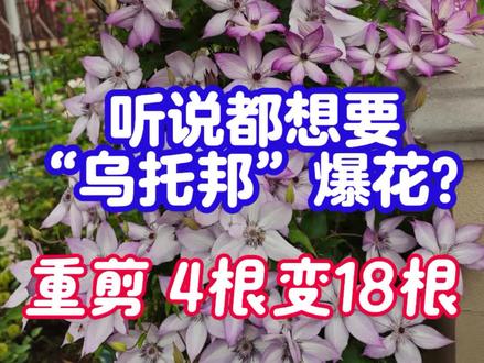 听说都想要铁线莲爆花?看小铁枝条翻倍 我眼中的春天:是期待,等待爆花呀
🌸为何乌托邦适合重剪(以及所有3类铁、F系铁)
🌸可以不剪,可以找着芽点剪
🌸可以统一立秋后一周留30厘米剪、2月中旬再留30厘米剪
🌸根脖子埋下去,常覆土,多留根系里的芽点储备
🌸修剪无对错,小铁根系休眠能力强大,给时间,让它长,相信它会活着
🌸无招胜有招养铁,都在主页铁线莲合集里
🌸一类铁和常绿铁,以上皆不适用
#铁线莲 #铁线莲养护 #乌托邦铁线莲 #养花小知识 #养花
