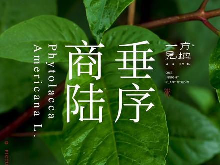 #一日一植物 垂序商陆,请不要随便吃,要注意哦,商陆科,商陆属@抖音小助手 #寒假充电计划