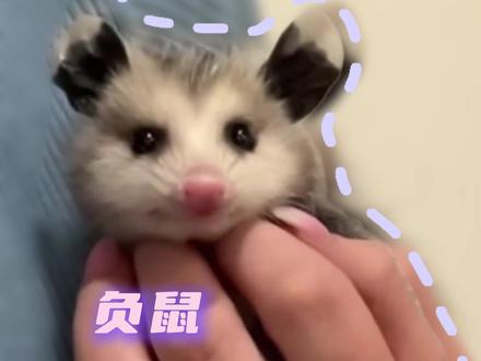 负鼠:为我着迷吧人类#负鼠 #可爱 #科普