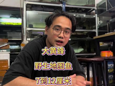 大黄蜂野生地图鱼7到12厘米长什么样子 #野生地图鱼 #野生地图大黄蜂 #健康水族