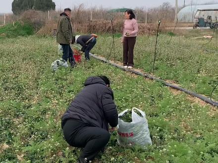 春天最好的养生菜就是吃茵陈,三月是茵陈食用和药用价值最高的时候,春主木,养肝最当时。#茵陈 #茵陈的吃法 #挖野菜 #退休生活#春季养生菜