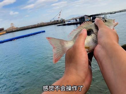 外伶仃岛免费步兵钓位,全游动不打窝,钓到不认识的怪鱼👹,你们认识么?#原来钓鱼才是抖音运动顶流 #海钓 #2023dou来钓鱼 #浮游矶钓 #浩子矶钓 @珠海外伶仃岛叶嘉海钓客栈民宿