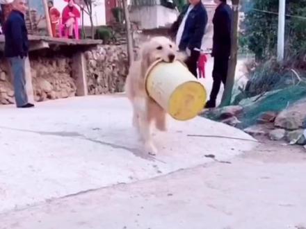 这只金毛每天出门都不会空手回家,就连它的主人都尊称他一声大哥 #金毛犬