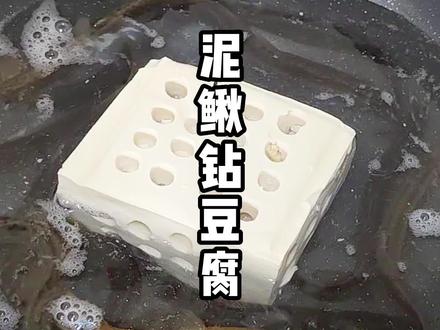 江湖上一直流传的的泥鳅钻豆腐,他真的可以做的出来吗?#跟抖音学做菜 #泥鳅钻豆腐 #泥鳅
